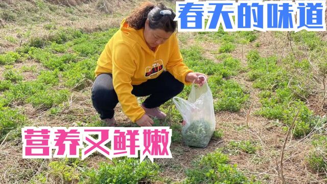 农村被誉为“野菜之父”的苜蓿,粗纤维营养高,春天的美味