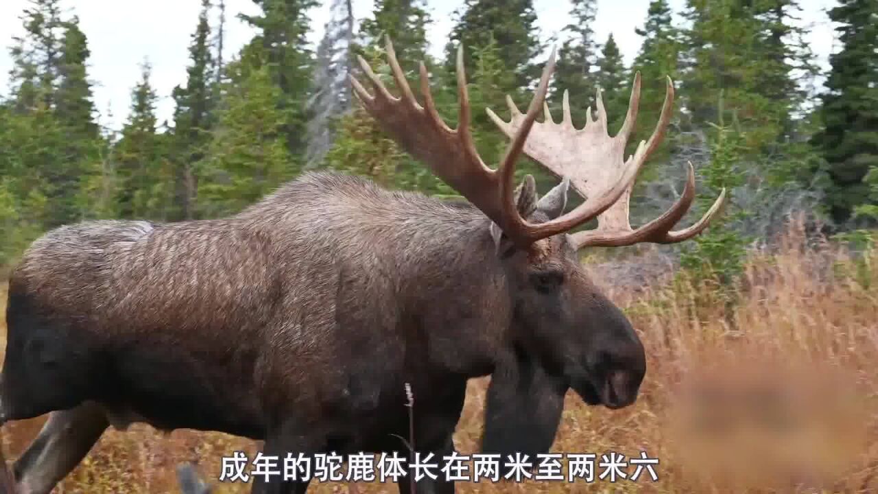 猎人为了免费吃肉,进山狩猎800斤驼鹿,一枪撂倒扒皮烧烤!