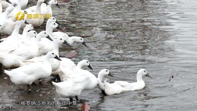 连城生态白鸭