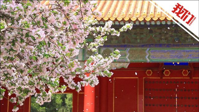 故宫海棠花进入最佳观赏期:风吹花落如同花瓣雨