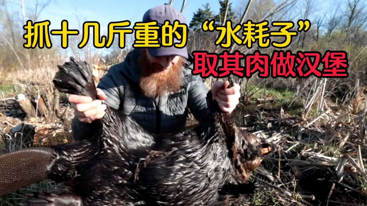 抓十几斤重"水耗子"河狸,搭配野韭菜做河狸汉堡,味道嘎嘎香