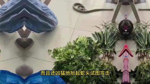 黑眉锦蛇藏在蔬菜大礼包中,被人打包送到户,如何处理好?