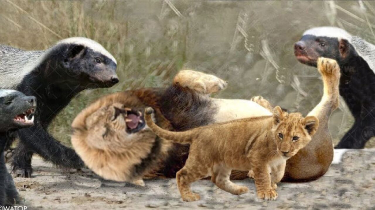 无所畏惧的蜜獾与狮子妈妈和幼崽战斗