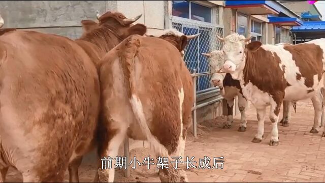 犊牛补钙补磷吃什么药,新生小牛犊缺钙腿软怎么办,壮骨肽 