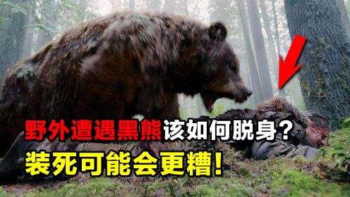 野外遭遇黑熊该如何脱身？记住不能跑，装死可能会更糟！