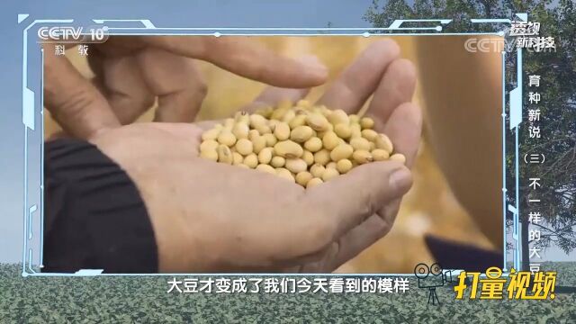 经过5000多年的驯化和改良,大豆才变成了现在的模样