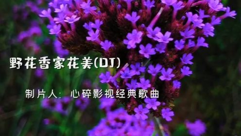 《家花香野花美》这首歌写的很现实又经典