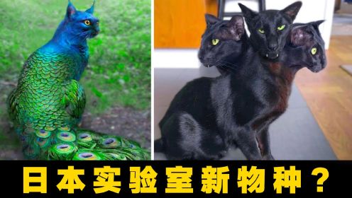 6只长相最奇怪的猫，三头猫、孔雀猫从日本实验室逃出！