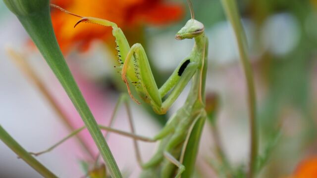 野生动物 昆虫 自然 动物摄影 户外 昆虫学 螳螂