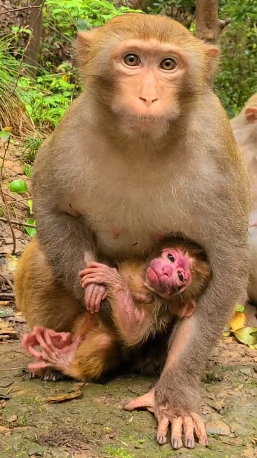 刚刚出生的猴宝宝