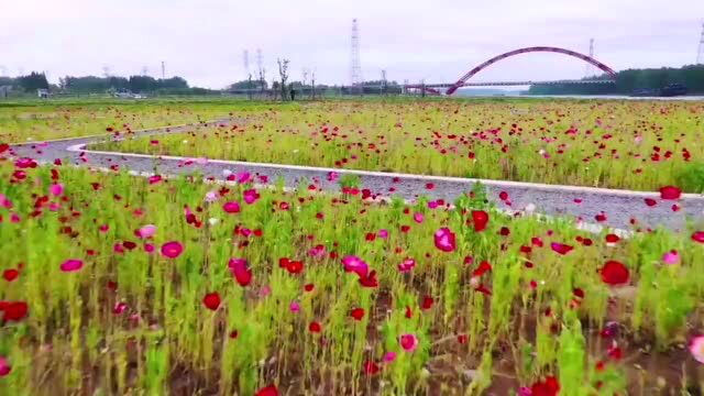 邳州开启“花花世界”模式