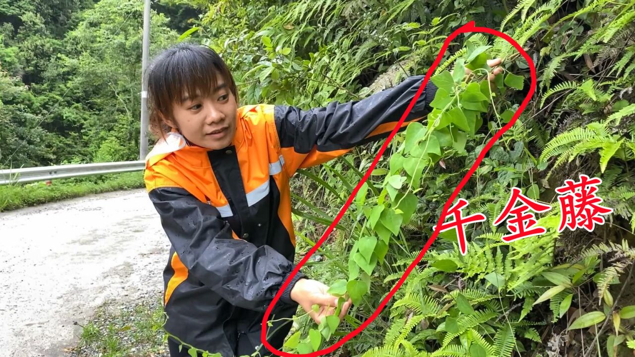 千金藤素来源于农村这种常见的植物,很多人都见过,看看你认识吗