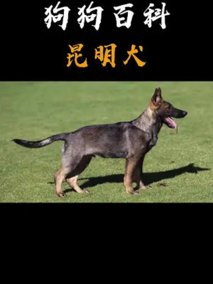 昆明犬,国产优良犬!#昆明犬#狼犬腾讯视频