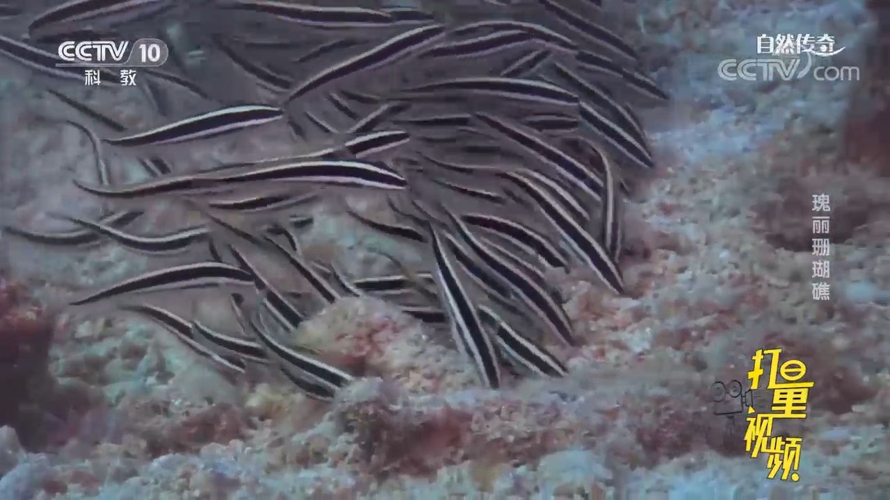 線紋鰻鯰會成群進行活動,在海底,它們仔細地搜尋食物