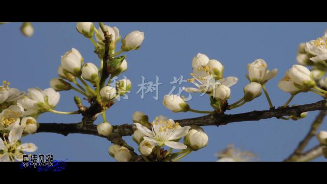 《梨树花开》歌曲mv