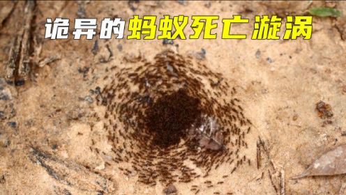 诡异的蚂蚁死亡漩涡，为何蚂蚁直到累死，都不停止旋转？