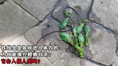 铁线虫是如何进入体内的，为何能操控螳螂自杀？它会入侵人类吗？