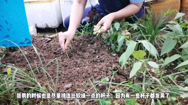 感谢平静天台小菜园给我分享的枸杞杆子,拔掉小松菜把枸杞扦插上