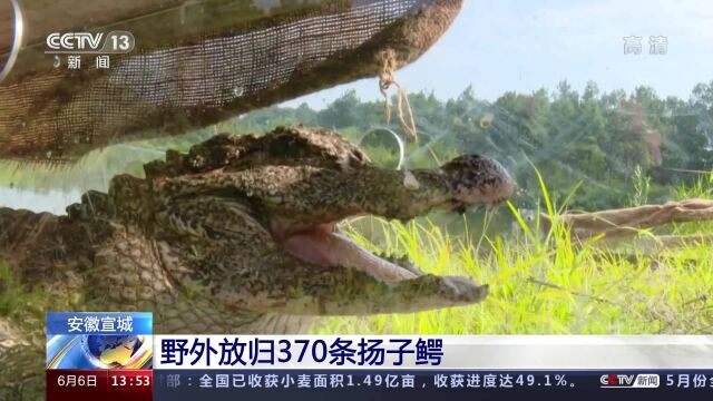 安徽宣城野外放归370条扬子鳄