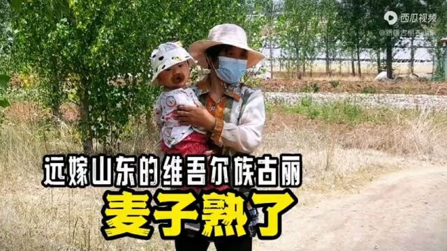 维汉夫妻:麦子熟了,35Ⱙ똦𘩥䤸𝥸槝€11个月的小宝宝去割麦子