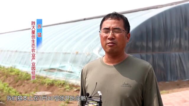 视频新闻 | 东营区六户镇发展现代农业 小番茄变身大“柿”业