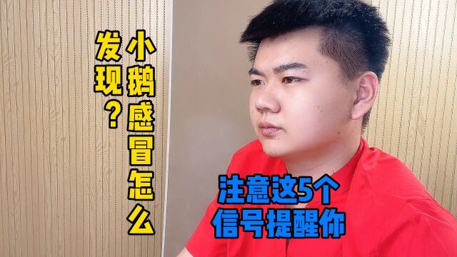 鹅拉绿色粪便站不起来小鹅拉绿色稀便咋回事吃啥小鹅拉绿屎怎么治吃什么小鹅拉绿色粘液代表什么大鹅拉绿色大便怎么解决鹅感冒流鼻涕用什么