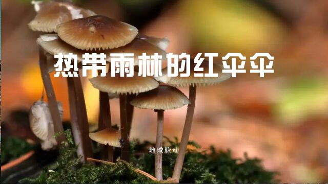 《地球脉动》可以控制生物的植物,想想就可怕