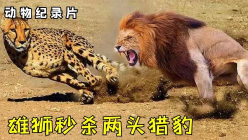 公豹为追求母豹挑衅雄狮？狮子忍无可忍，直接秒杀！