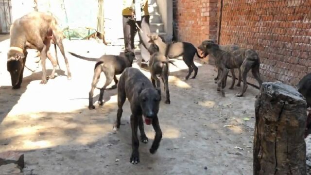 6只精品格力犬,头窄身长麻杆腿,前宽后收速度快,来欣赏品评下