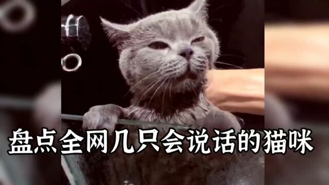 盘点全网那些会说话的猫咪,与人类无障碍交流