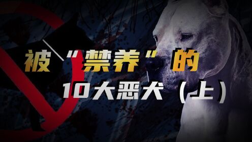 被各国“禁养”的十大恶犬,战力惊人一个比一个的凶狠(上集)_高清1080P在线观看平台_腾讯视频