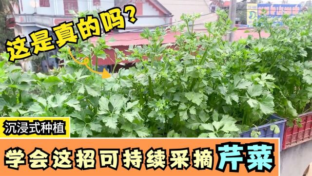 如何种植芹菜?学会这招可持续采摘芹菜,吃完一茬又长出一茬