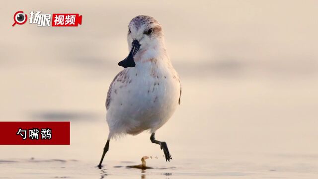 申遗成功三年后,盐城黄海湿地的“生灵奇境”被装进书里:一方净土,哺育万千野生精灵