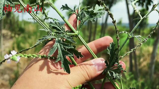 长得酷似马鞭的植物,人称马鞭草,原来有这么好的价值