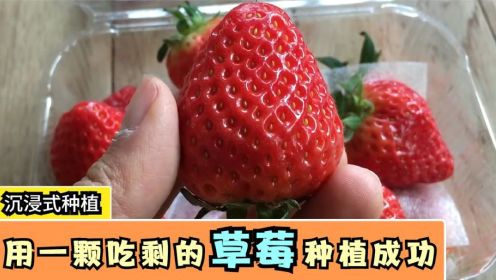 用吃剩的草莓种草莓，三个月后还你一盆草莓，草莓的成长过程(1)