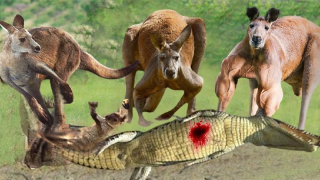 这就是当一条飞蛇被抓住时会发生的事情!你不看到你永远不会相信