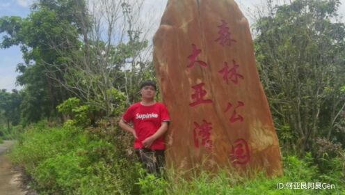 惠州大亚湾森林公园，之前开发现在恢复原始森林树木茂盛