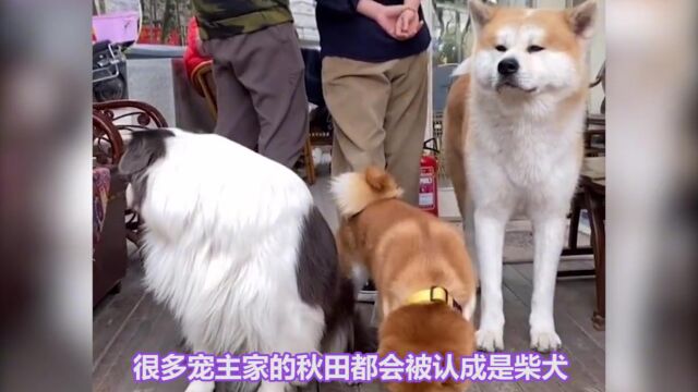  看完后,你能分清秋田和柴犬了吗