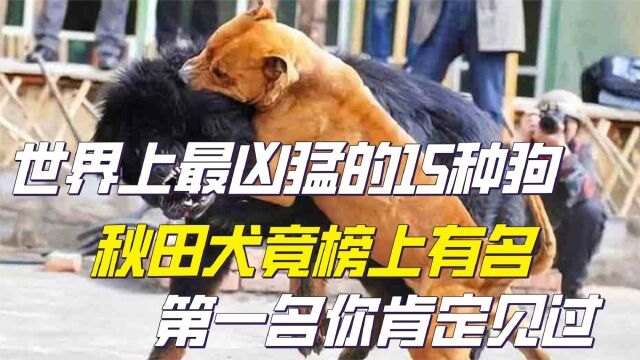 世界上最凶猛的15种狗,秋田犬竟榜上有名,第一名你肯定见过!