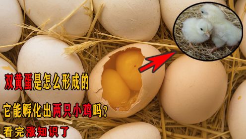 双黄蛋是怎么形成的，它能孵化出两只小鸡吗？看完涨知识了