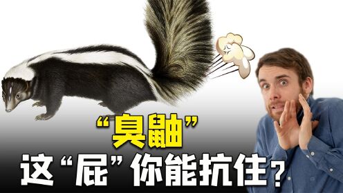 上传者:鬼秘无诡时 间:2022-07-06臭鼬放屁太臭,用木塞堵住了自己的