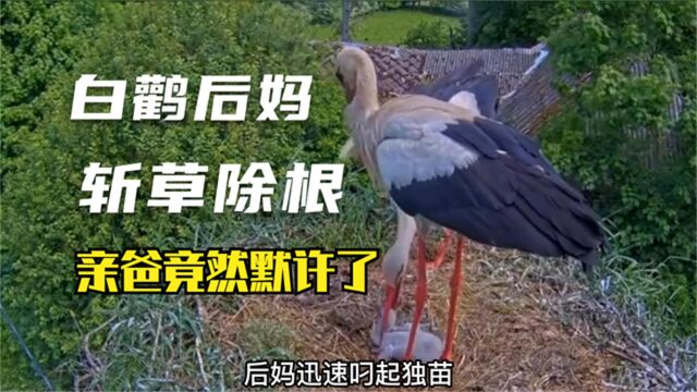 白鹳后妈清洗孩子,白鹳亲爸竟无动于衷,真是一只渣鹳