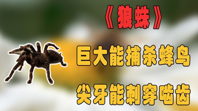 纪录片:疼痛之王狼蛛,体型巨大甚至能捕杀蜂鸟