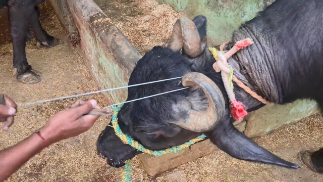 老牛差点被自己的牛角扎死,好心主人拆了摩托车,锯掉牛角救老牛