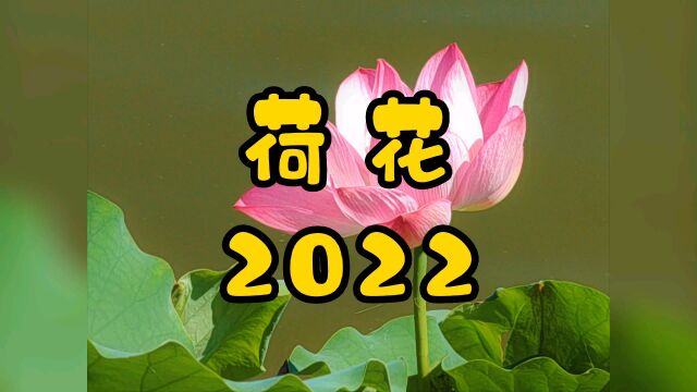 荷花2022