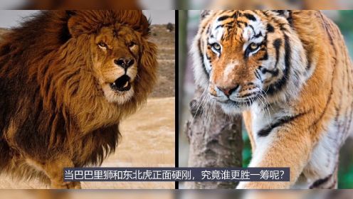 巴巴里狮vs东北虎，谁才是真正的猫科之王？结果竟然也是三七开！下