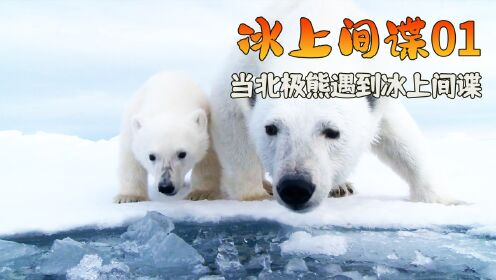 纪录片：见证北极熊恋爱全程