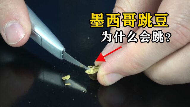 墨西哥跳豆为什么会跳?将豆子切开,有趣的现象发生了