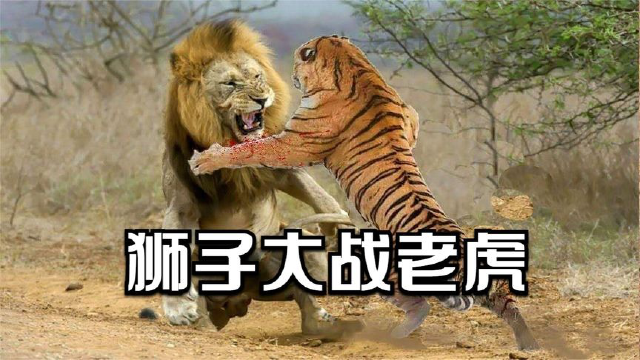 狮子大战老虎,两大兽王实力对抗,场面罕见