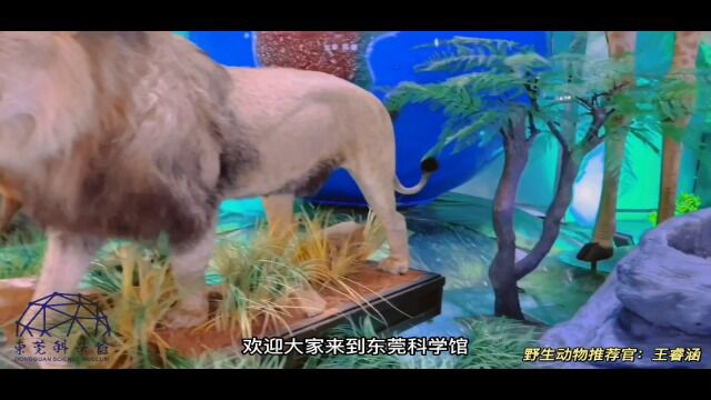 1动物推介官石龙中心小学王睿涵(棕熊)